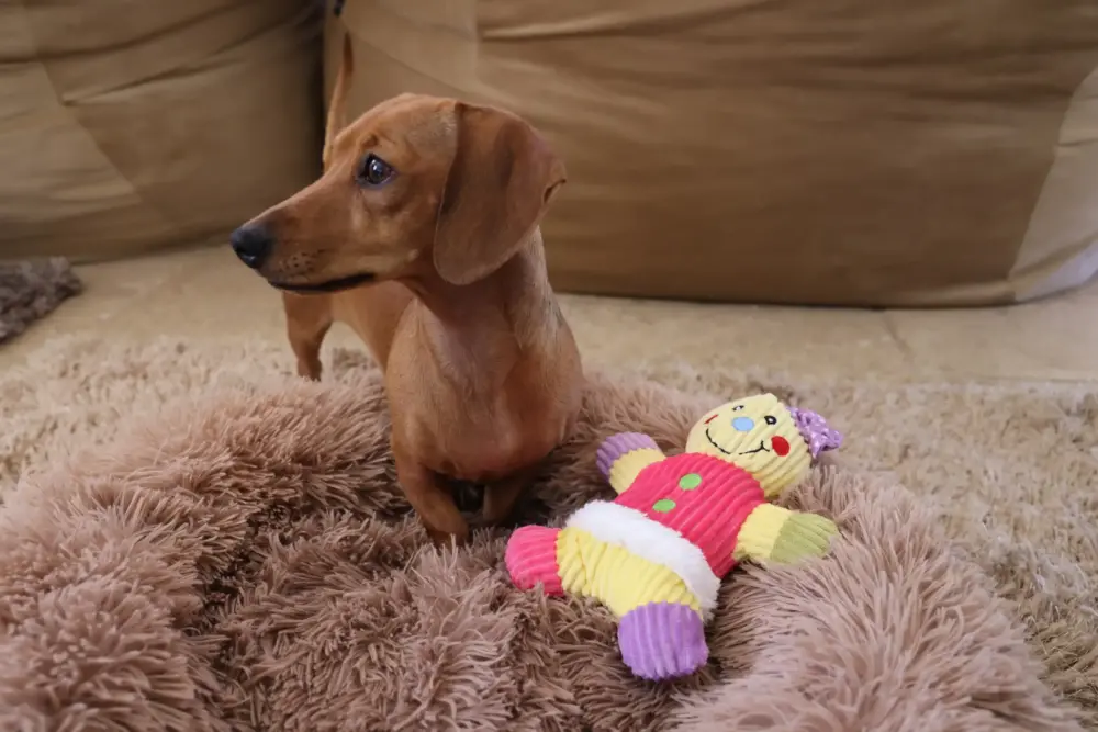 Plush Toys For Dogs - Ginger & Spice Collection - Gingerella - Image 3