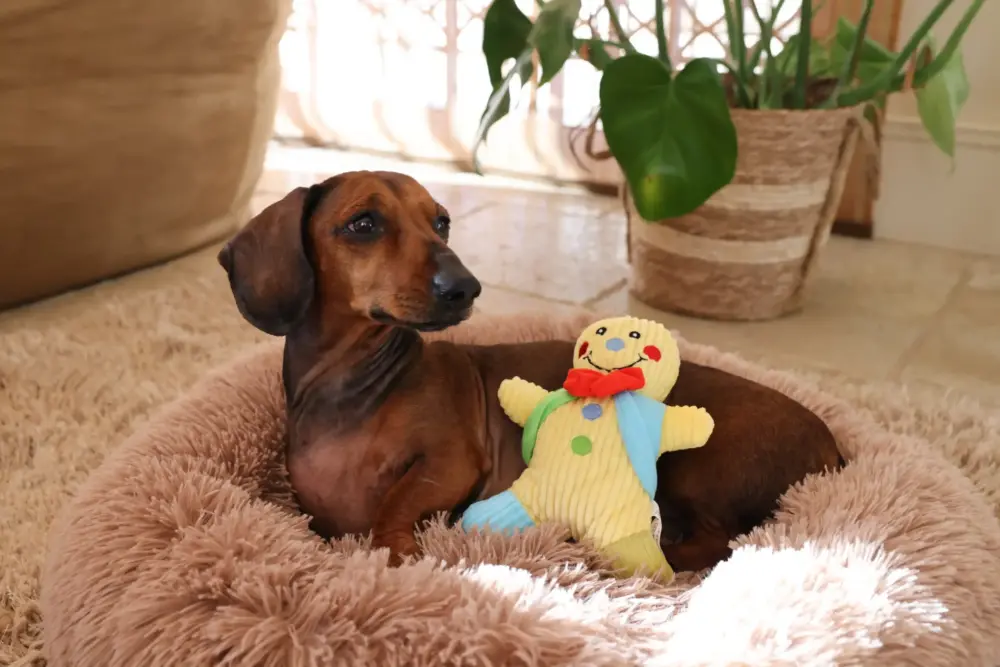 Plush Toys For Dogs - Ginger & Spice Collection - Gingie - Image 7