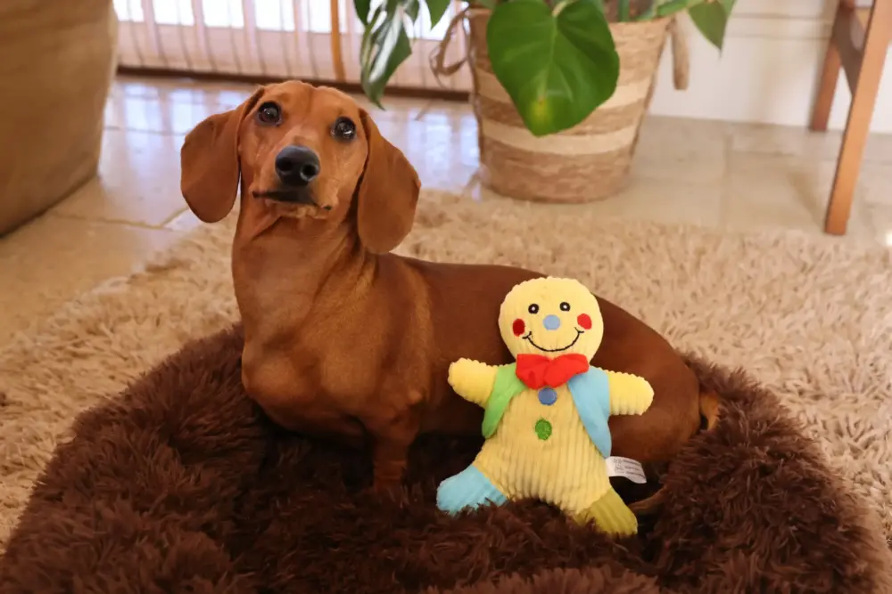 Plush Toys For Dogs - Ginger & Spice Collection - Gingie - Image 6