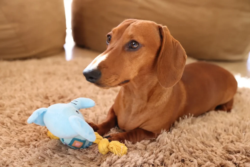 Plush Toys For Dogs - Squeaky Squad Collection - Ellie The Elephant - Image 3