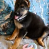 Chew Toys For Dogs - Teethers Delight - Rings - Image 3