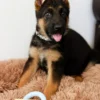 Chew Toys For Dogs - Teethers Delight - Rings - Image 2