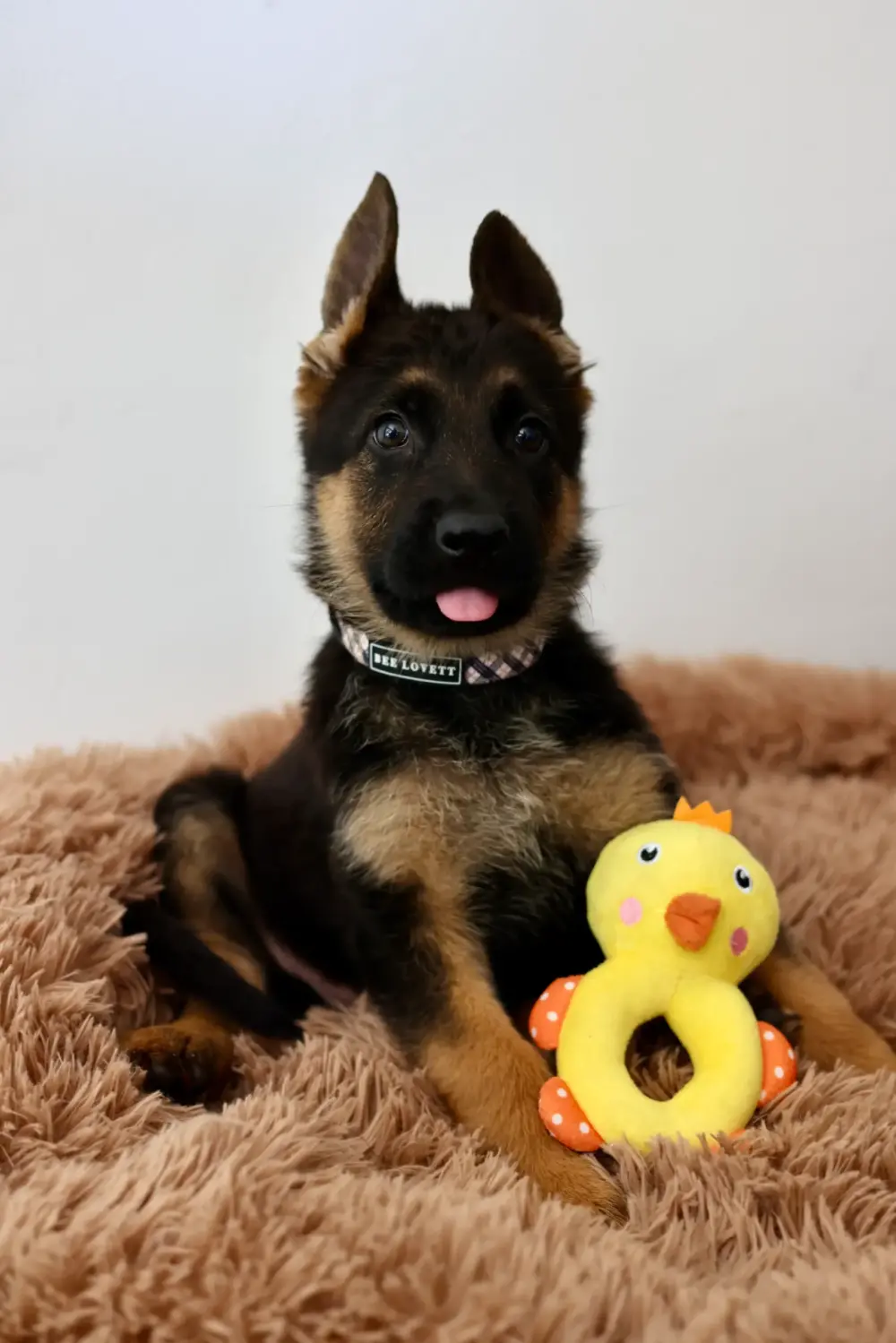 Plush Toys For Dogs - Little Friends Collection - Gina The Duck - Image 4