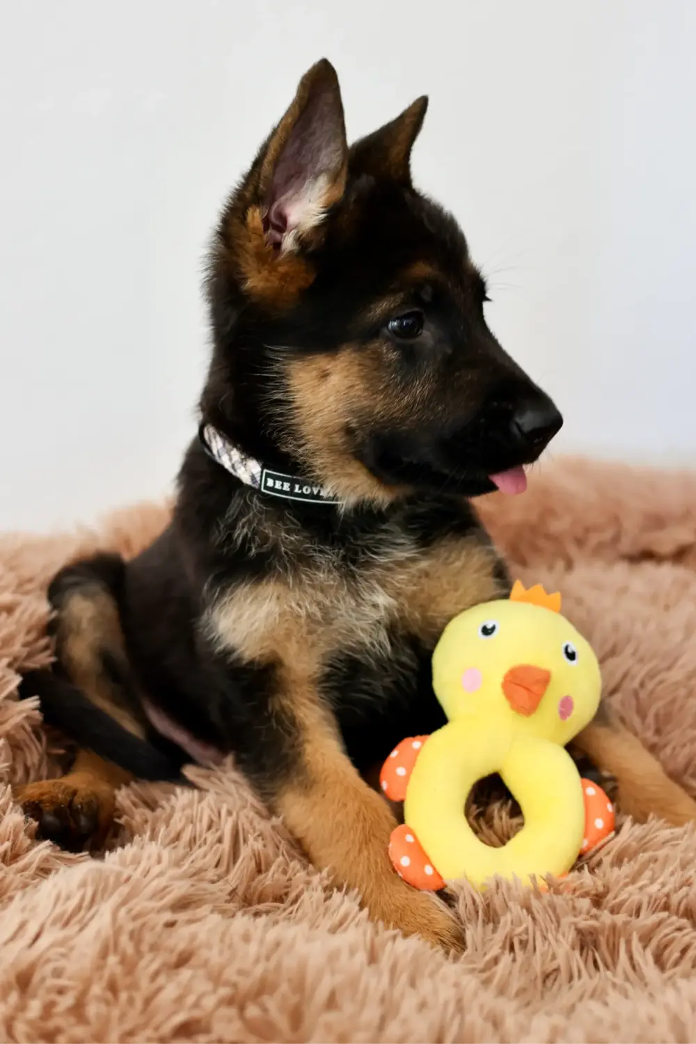 Plush Toys For Dogs - Little Friends Collection - Gina The Duck - Image 3