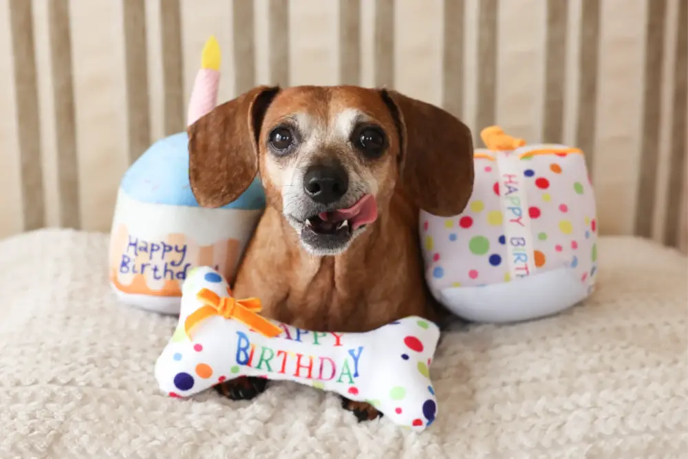 Plush Toys For Dogs – Birthday Collection – Birthday Gift - Image 4