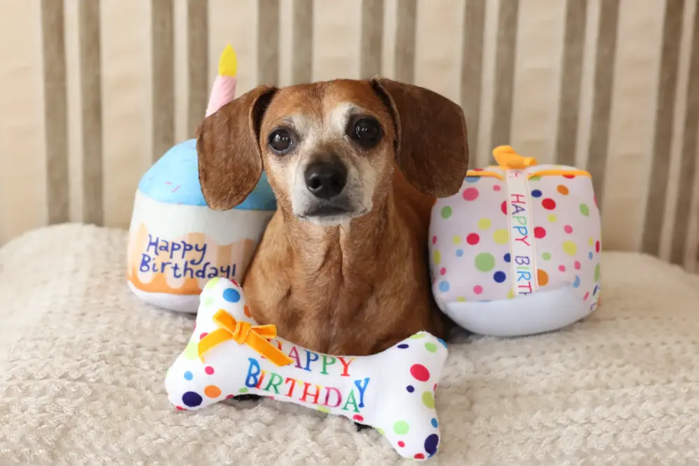 Plush Toys For Dogs – Birthday Collection – Birthday Pupcake - Image 6