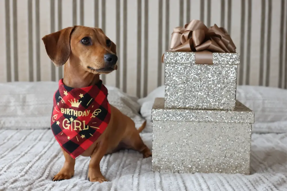 Dog Bandana - Happy Birthday Red - Image 4