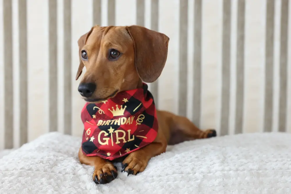 Dog Bandana - Happy Birthday Red - Image 5