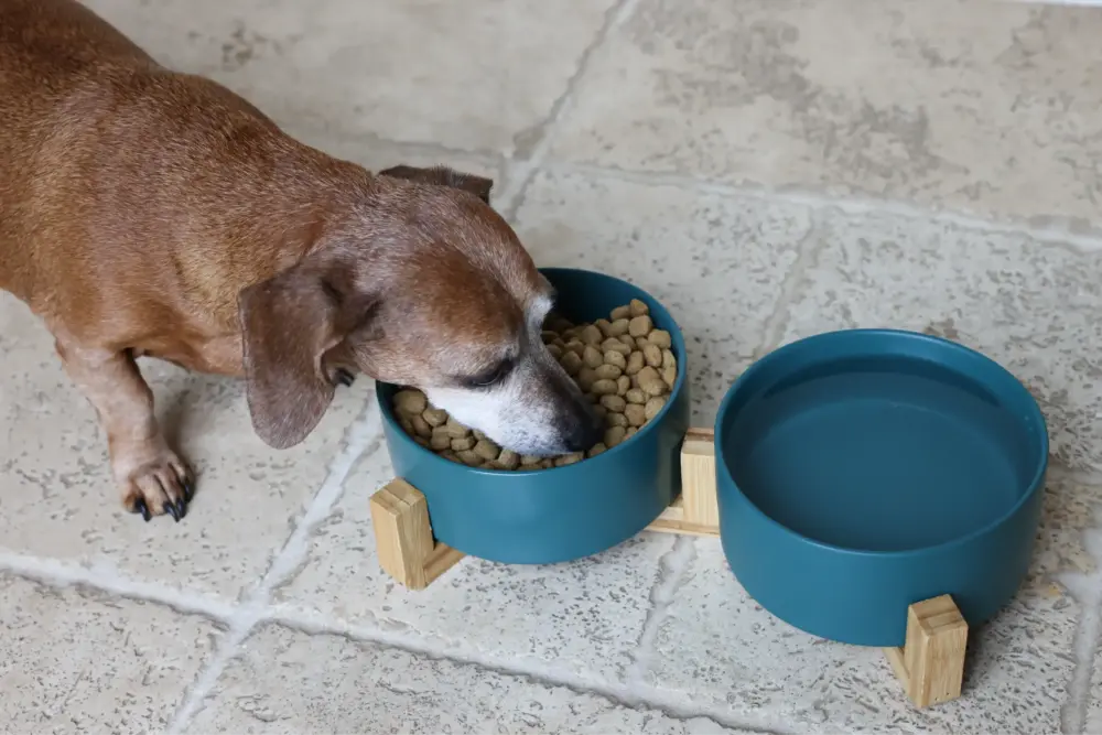 Dog Ceramic Pet Bowls With Bamboo Stand – Green - Image 6