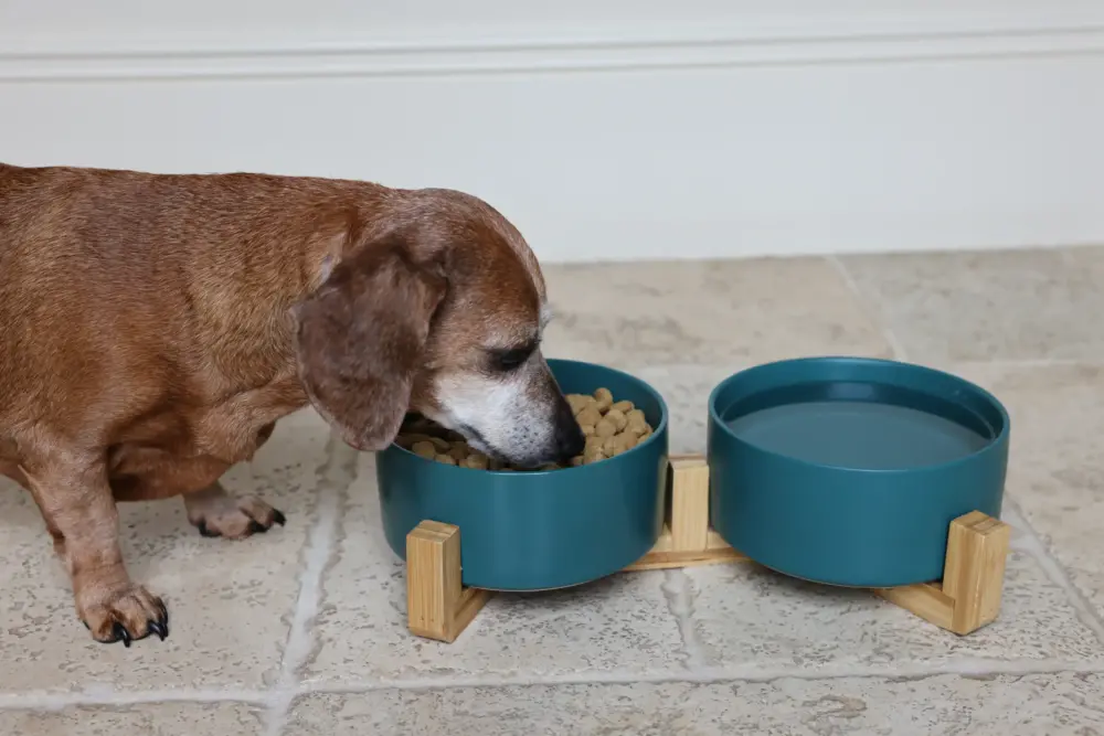 Dog Ceramic Pet Bowls With Bamboo Stand – Green - Image 5