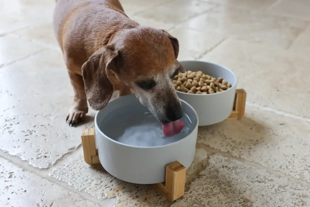 Dog Ceramic Pet Bowls With Bamboo Stand – Grey - Image 5