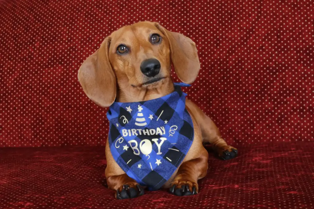 Dog Bandana – Happy Birthday Blue - Image 5