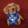 Dog Bandana – Happy Birthday Blue - Image 5