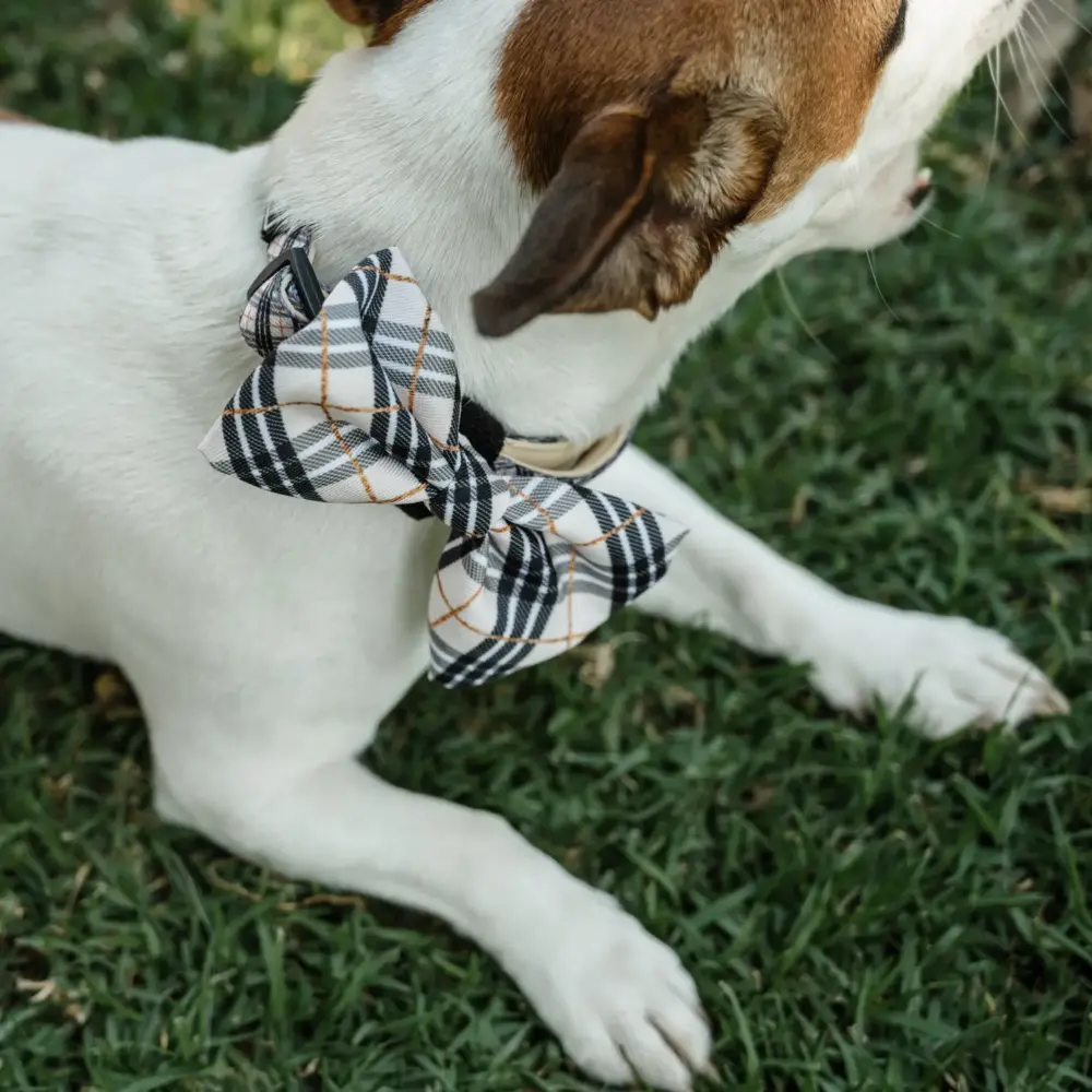 Dog Bow Tie – Plaids - Image 7