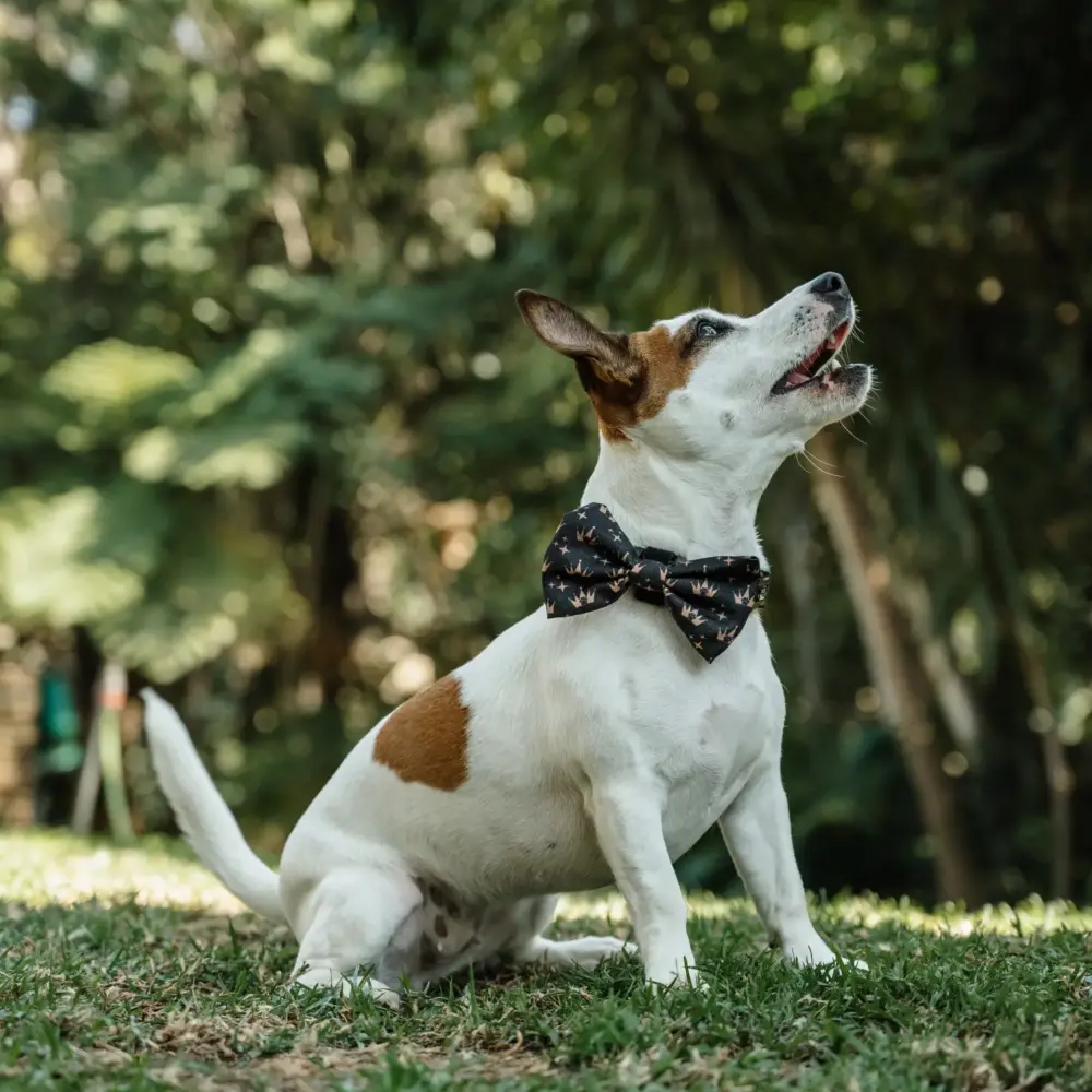 Dog Bow Tie - Crowns - Image 7