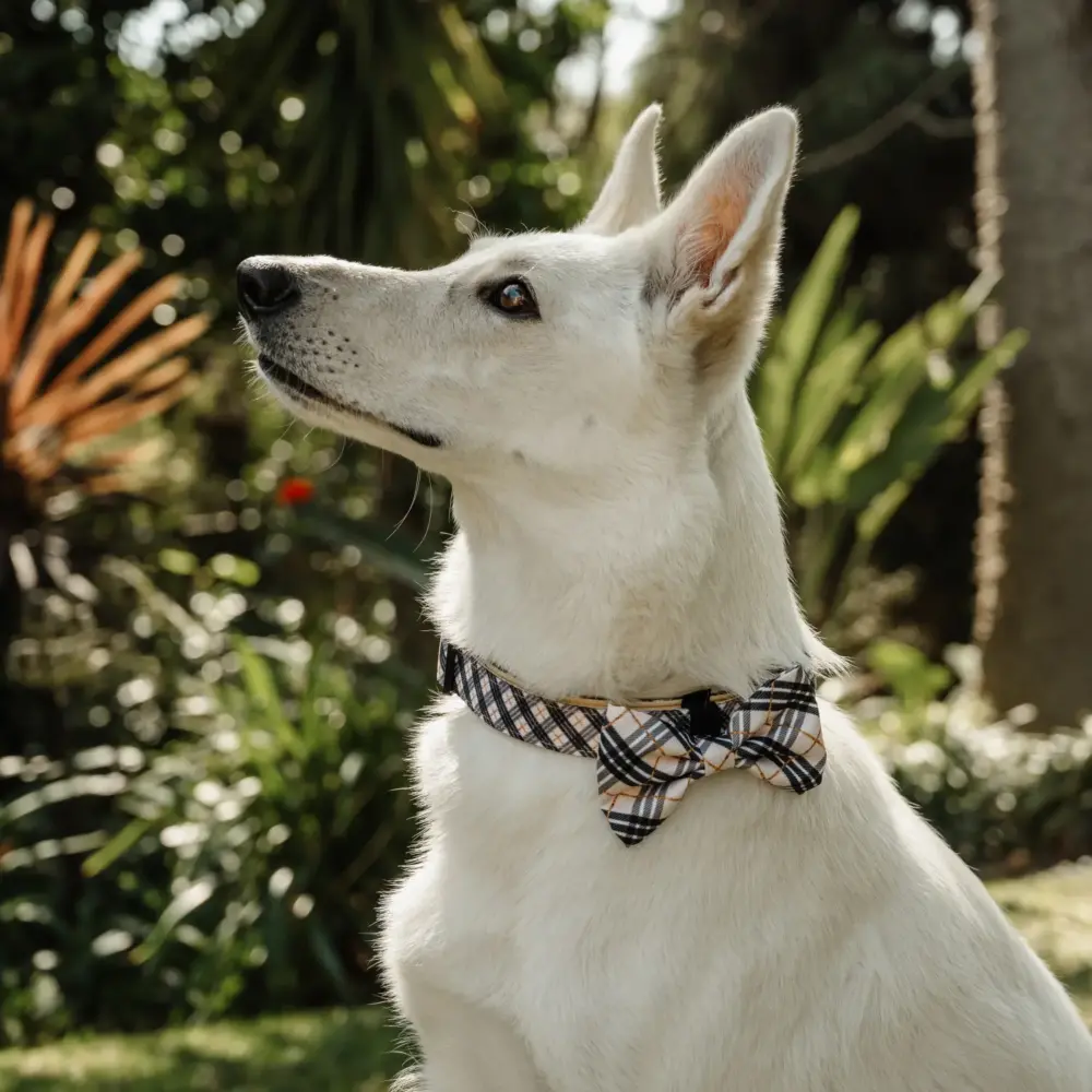 Dog Bow Tie – Plaids - Image 5