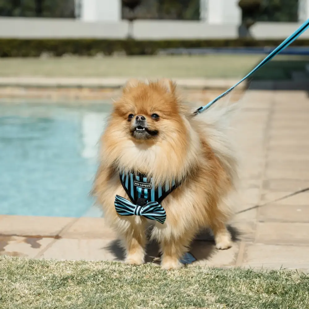 Dog Bow Tie - Aqua Stripes - Image 3