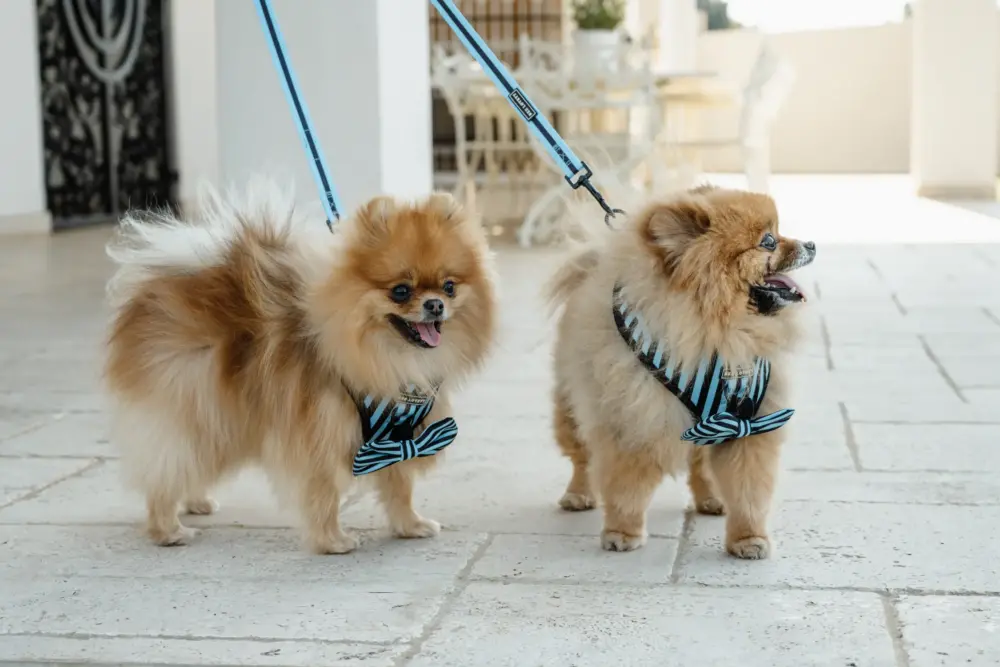 Dog Bow Tie - Aqua Stripes - Image 4