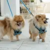 Dog Bow Tie - Aqua Stripes - Image 4