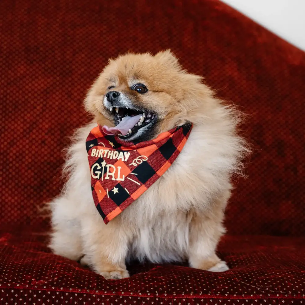 Dog Bandana - Happy Birthday Red - Image 6