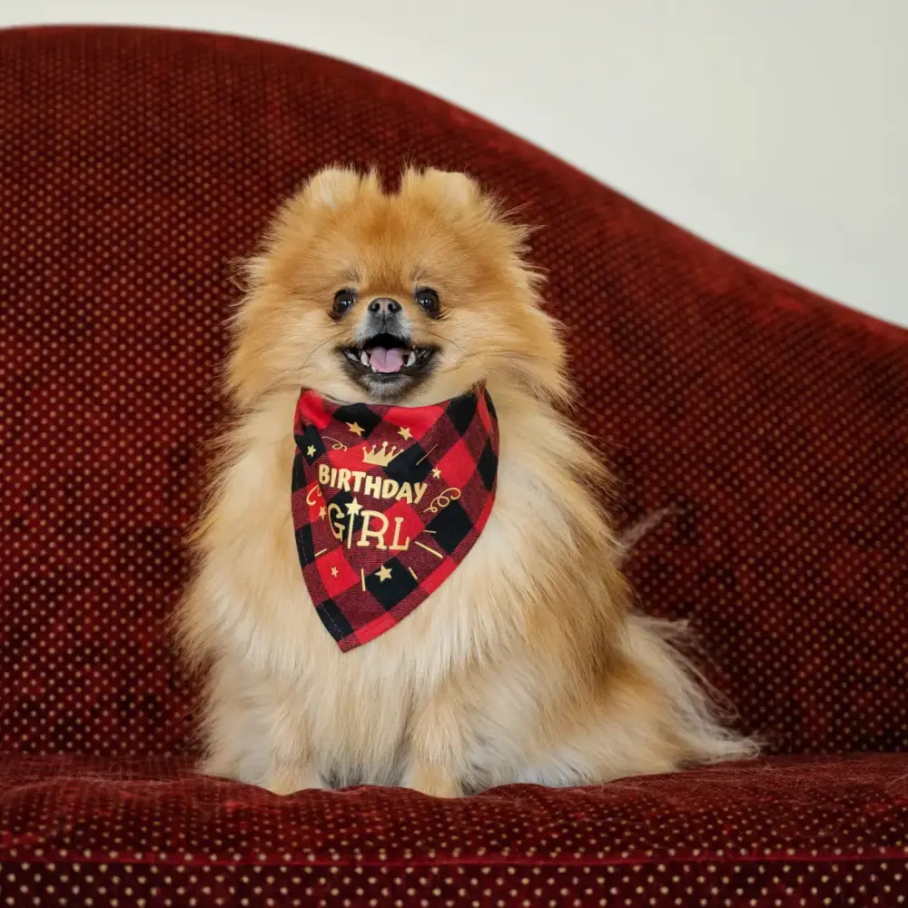 Dog Bandana - Happy Birthday Red - Image 7