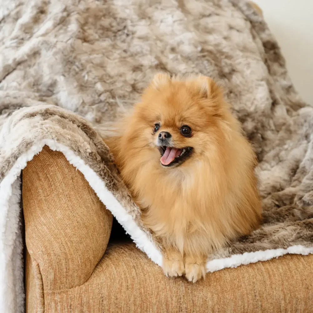 Dogs – Ultra Soft Luxury Fleece Blanket – Coffee - Image 5