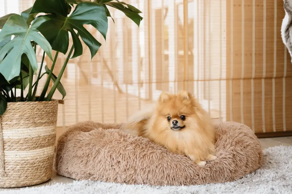 Dog Plush Calming Pet Bed – Cappuccino - Image 4