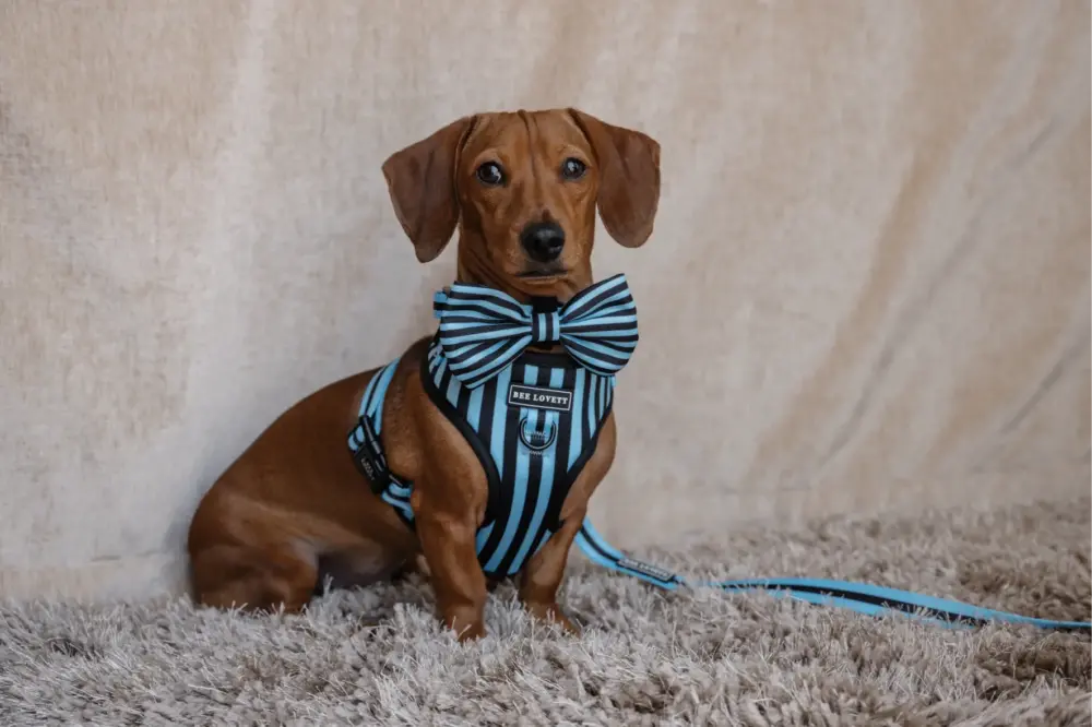 Dog Bow Tie - Aqua Stripes - Image 5