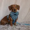 Dog Bow Tie - Aqua Stripes - Image 5