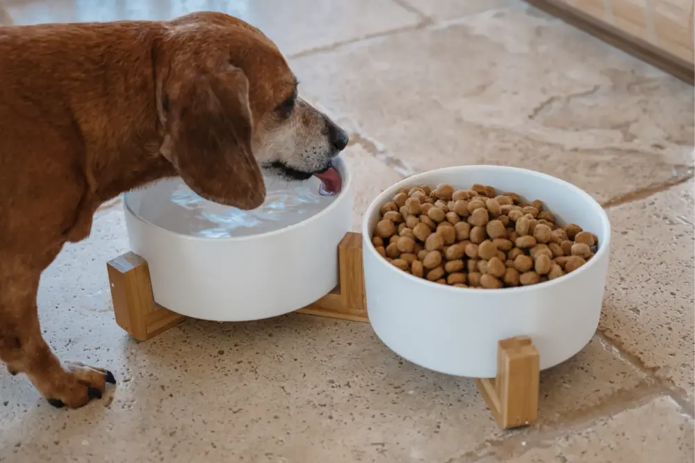 Dog Ceramic Pet Bowls With Bamboo Stand – White - Image 4