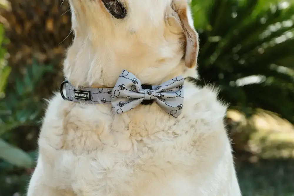 Dog Bow Tie – Bee-You-Tiful - Image 4