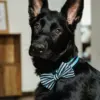 Dog Bow Tie - Aqua Stripes - Image 6