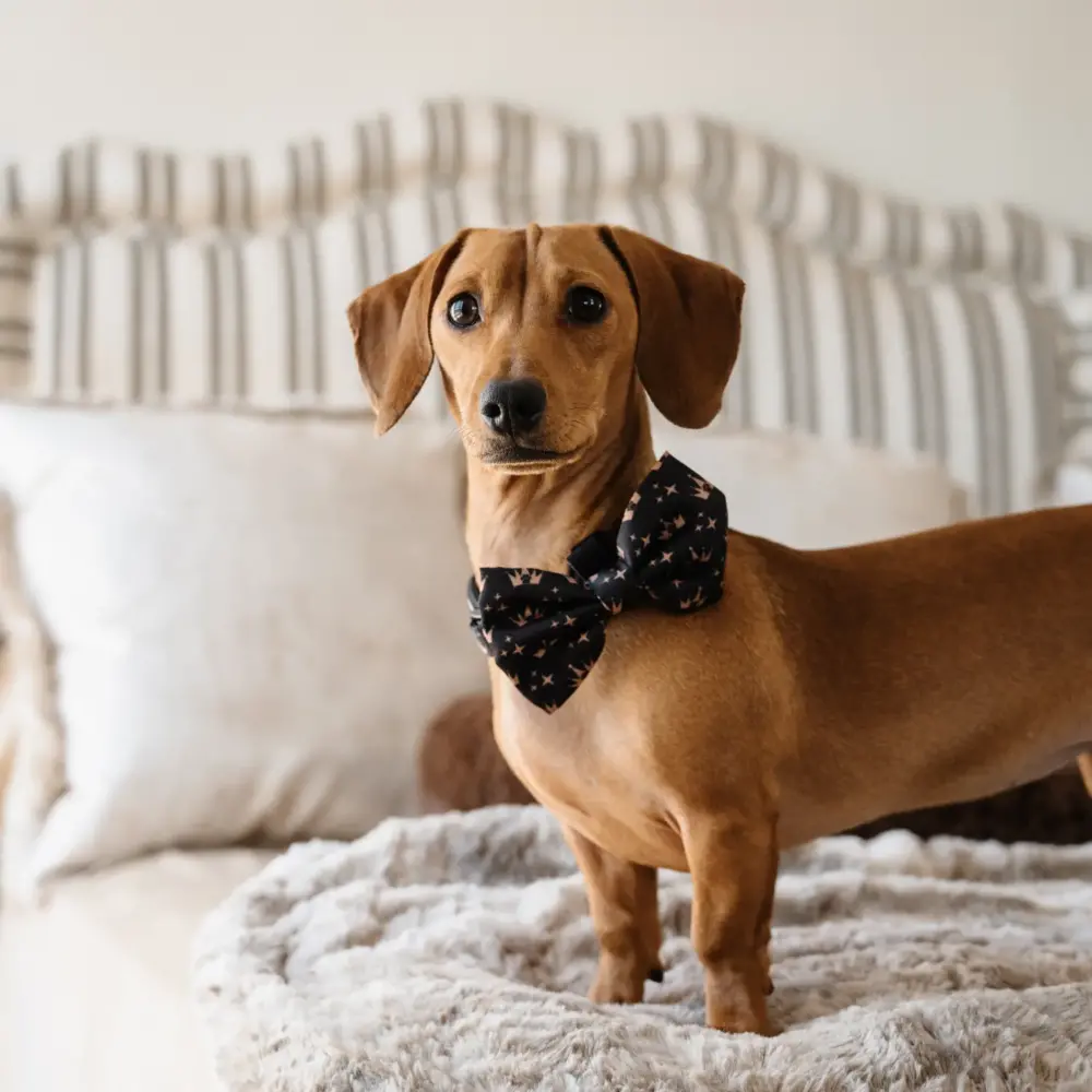 Dog Bow Tie - Crowns - Image 6