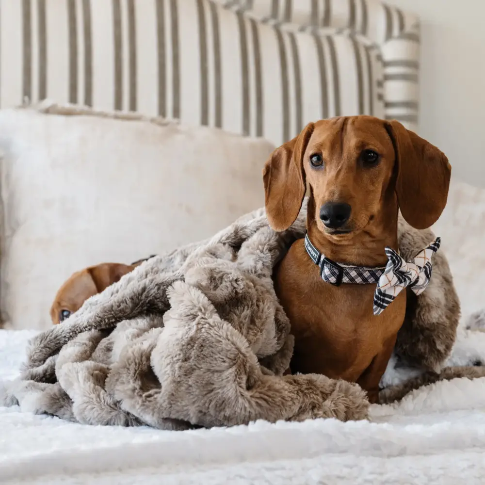 Dog Bow Tie – Plaids - Image 3