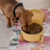 Dog Ceramic Pet Bowls With Bamboo Stand – Yellow - Image 3