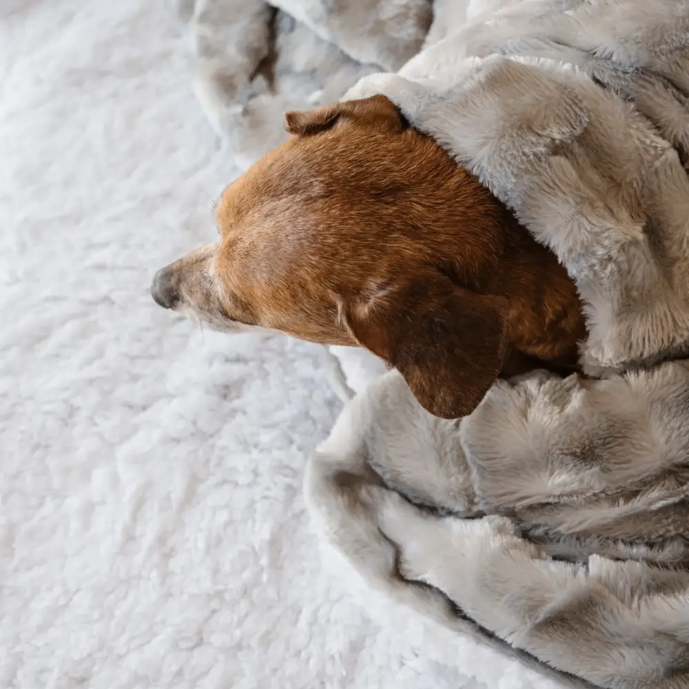 Dogs – Ultra Soft Luxury Fleece Blanket – Silver - Image 4