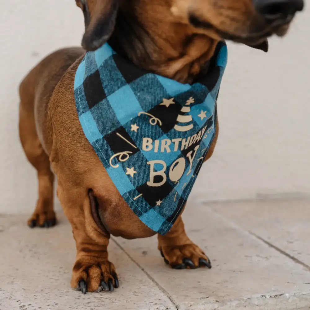 Dog Bandana – Happy Birthday Turquoise - Image 6