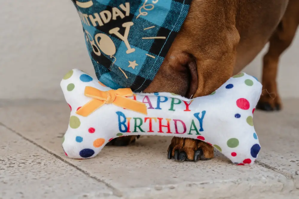 Plush Toys For Dogs – Birthday Collection – Birthday Bone - Image 6