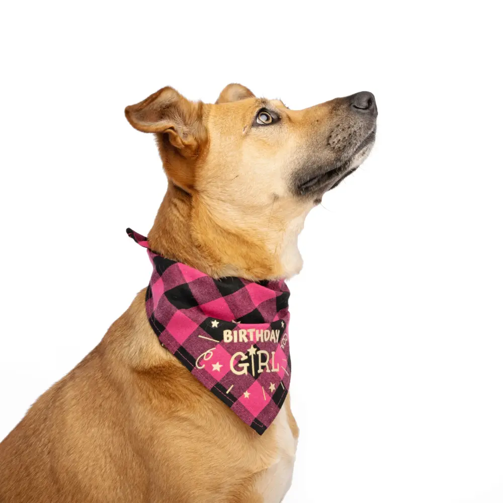 Dog Bandana – Happy Birthday Pink - Image 7