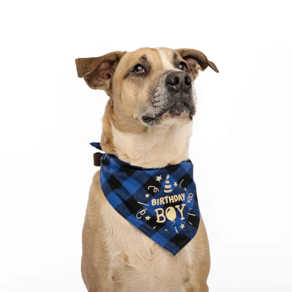 Dog Bandana – Happy Birthday Blue - Image 4