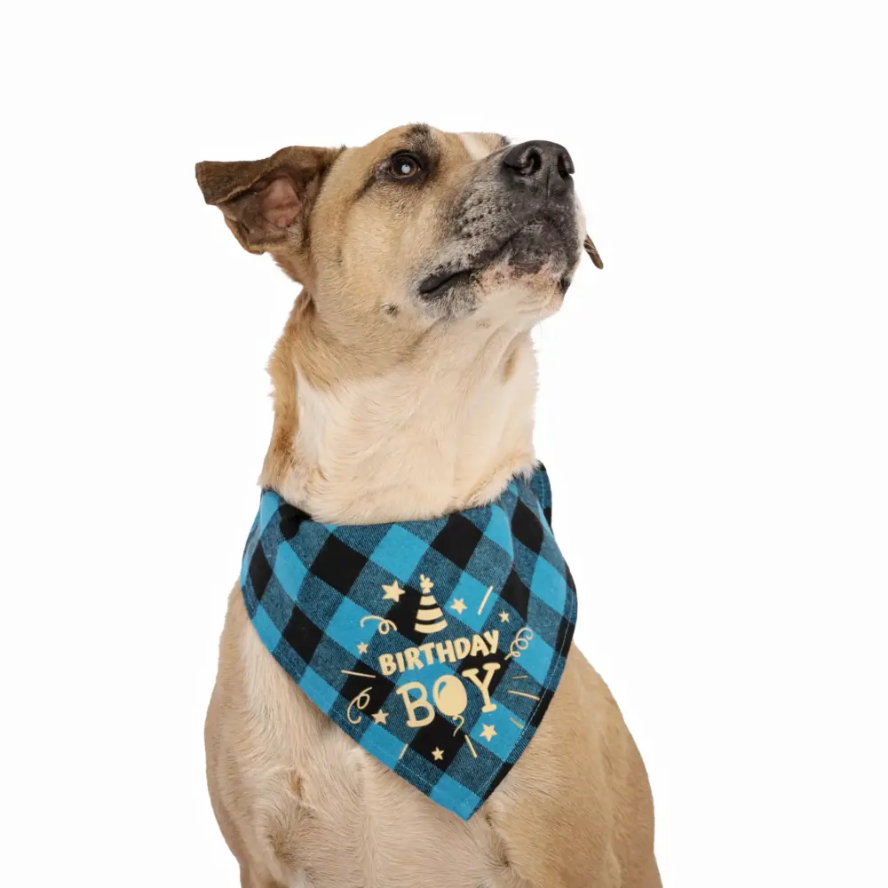 Dog Bandana – Happy Birthday Turquoise - Image 4