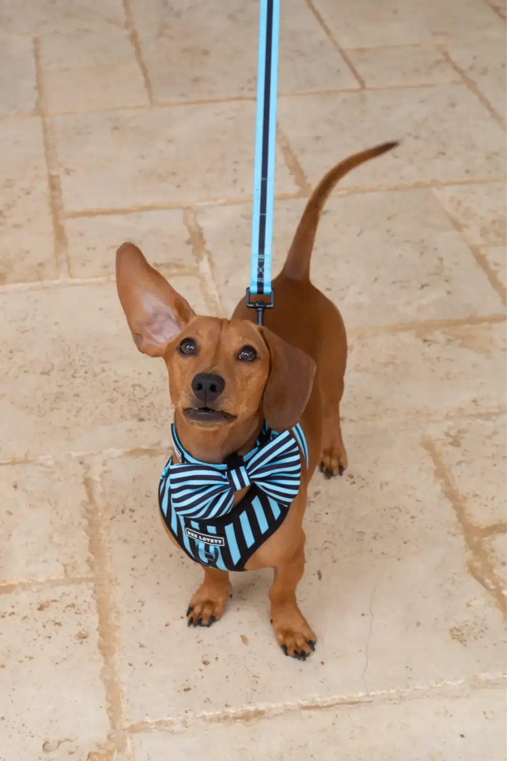 Dog Bow Tie - Aqua Stripes - Image 7