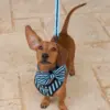 Dog Bow Tie - Aqua Stripes - Image 7