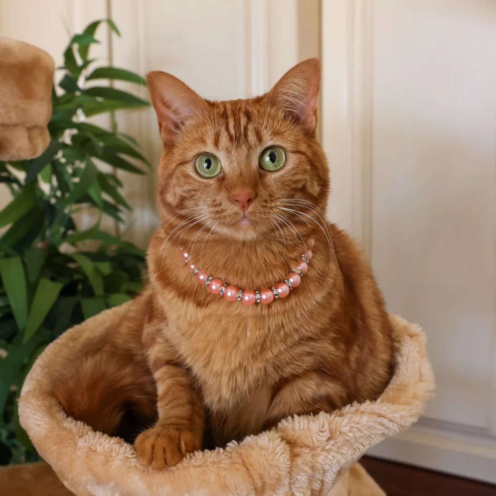 Cat Pearl Necklace - Coral - Image 3