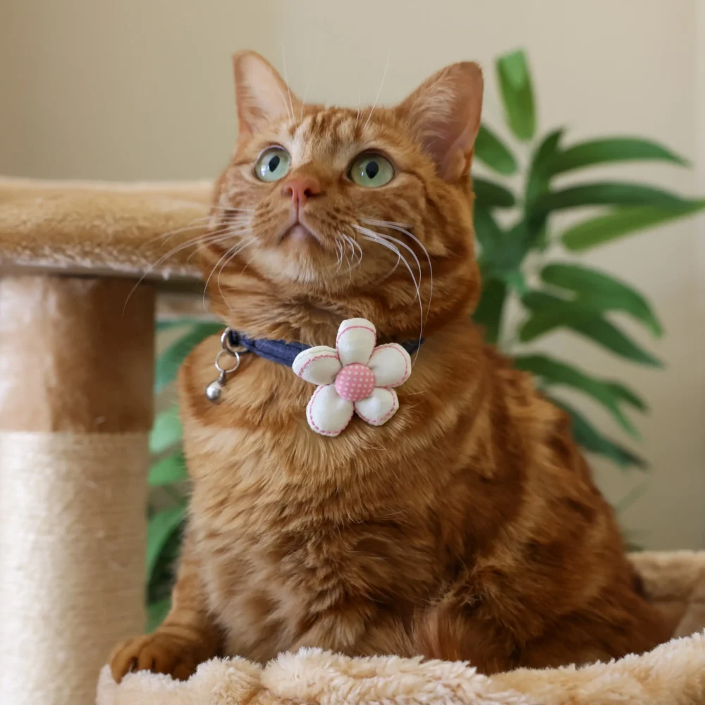 Cat Collar - Daisy Dreams - Denim - Image 6