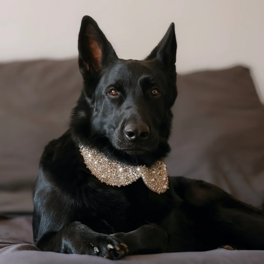 Dog Pearl Collar - Image 7