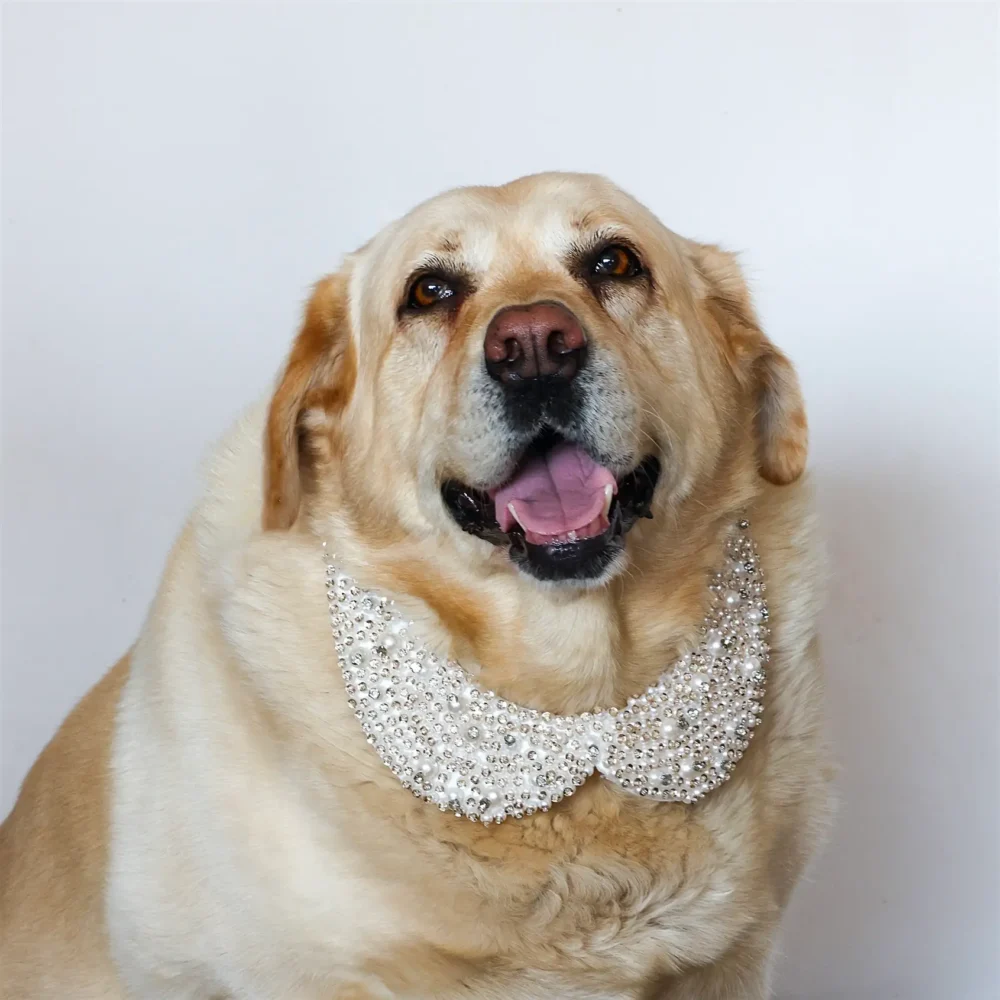 Dog Pearl Collar - Image 8