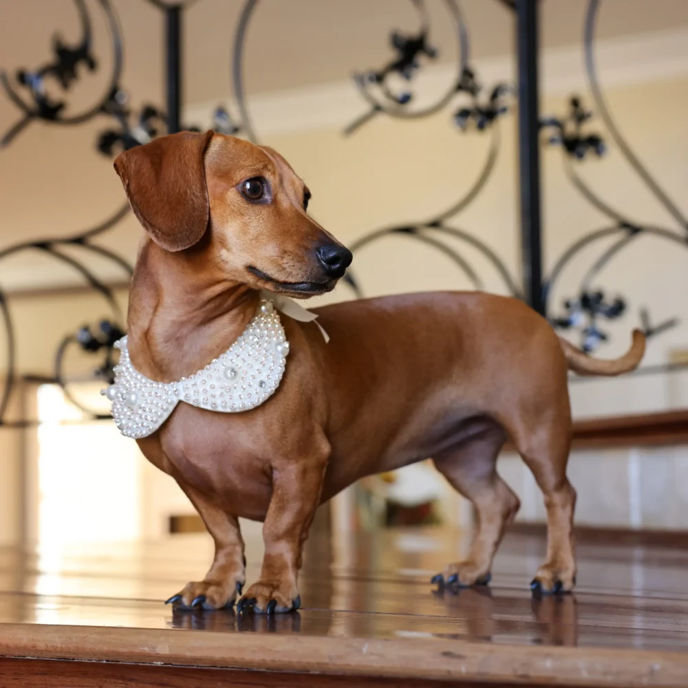 Dog Pearl Collar - Image 5