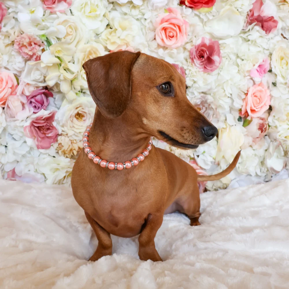 Dog Pearl Necklace - Coral - Image 2