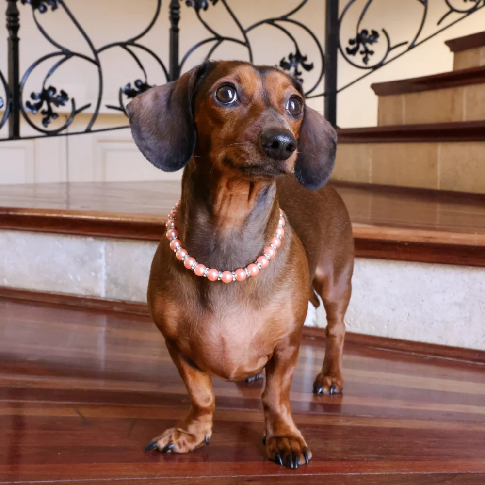 Dog Pearl Necklace - Coral - Image 3